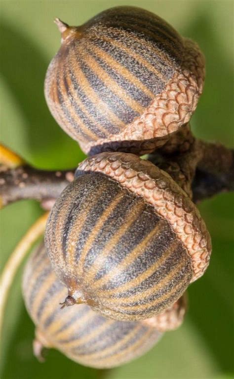 Stripes on pin oak acorns Quercus palustris #seeds #semillas #seeds | Flowers nature, Seed pods ...