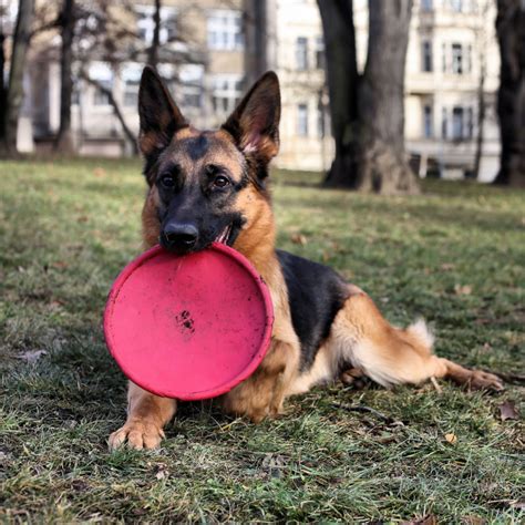 Best Toys for German Shepherds and Fun Games [Complete 2021 Guide] - Woof! It's Zelda