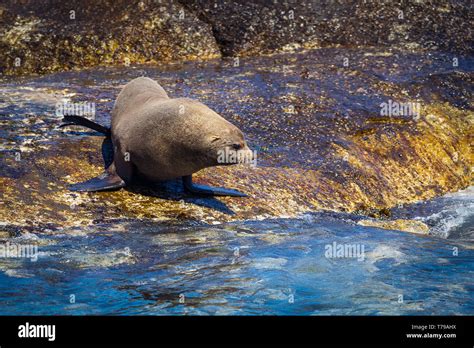 Seal on a Hout Bay seal island in Cape Town, South Africa Stock Photo ...