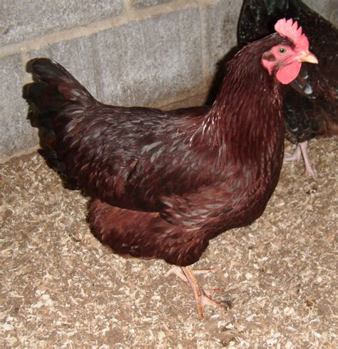 Rhode Island Red For Sale | Chickens | Breed Information | Omlet