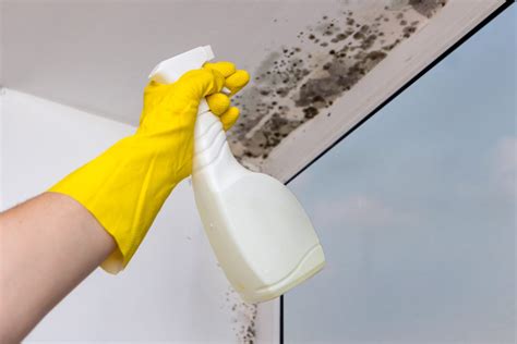 DIY How to Remove Black Mold | Claude Browns