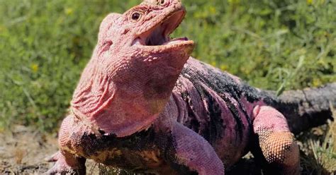 Endangered pink land iguana makes a miraculous comeback - World News