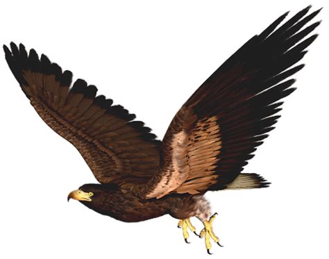 Hawk Clipart Png Images