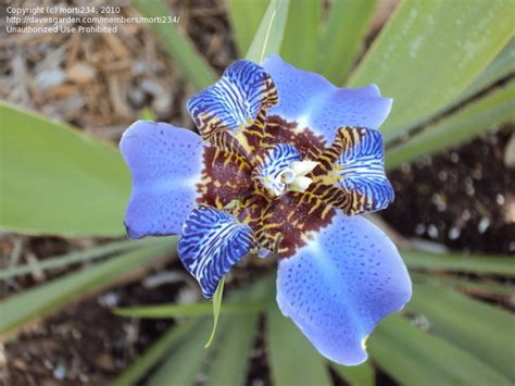 PlantFiles Pictures: Walking Iris, Apostle Plant (Neomarica gracilis) by morti234