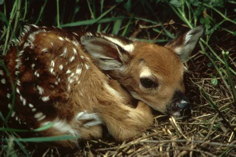 White-tailed Deer - Odocoileus virginianus - NatureWorks