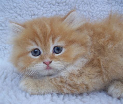 Orange Persian Male Kitten by sixtiesmama on DeviantArt