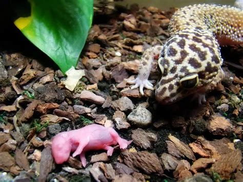 Leopard Gecko Temperature & Humidity: The Ideal Level Guide • Terrarium Quest