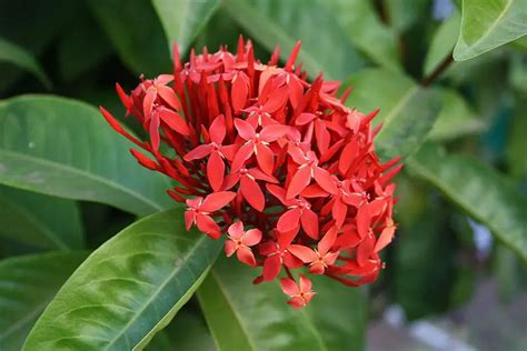 Ixora (Jungle Flame; Flame of the Woods) – A to Z Flowers