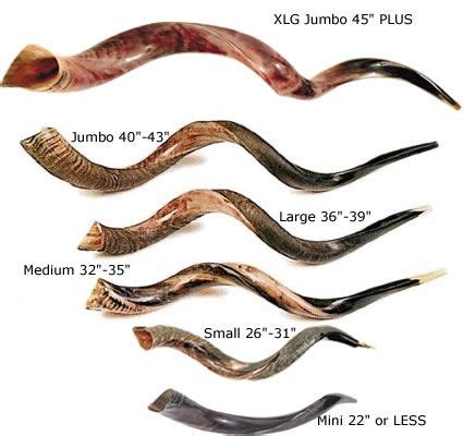 Shofar Types-I'm having shofar-envy! Harder to learn than I thought, but worth the effort! (With ...