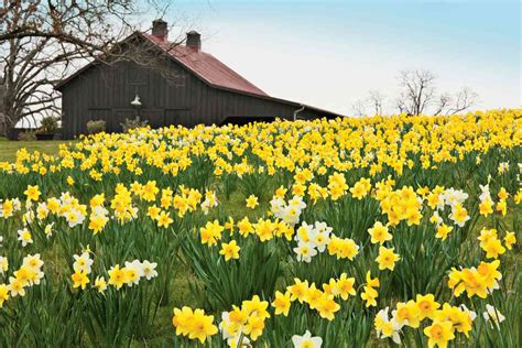 Planting Daffodils