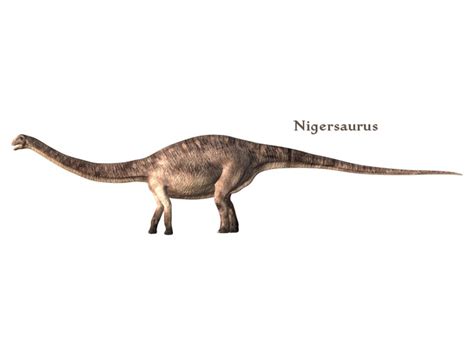 Nigersaurus Pictures & Facts - The Dinosaur Database