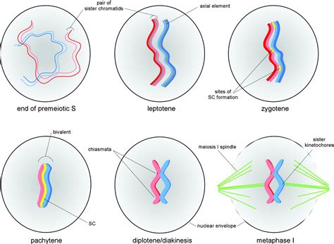 Chromosome Choreography: The Meiotic Ballet | Science