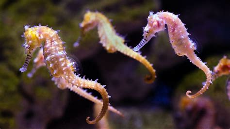 Seahorse Fact Sheet | Blog | Nature | PBS