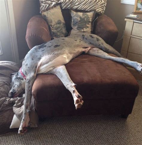 The 10 Most Awkward Great Dane Sleeping Positions | Apollo Of All Dogs ...