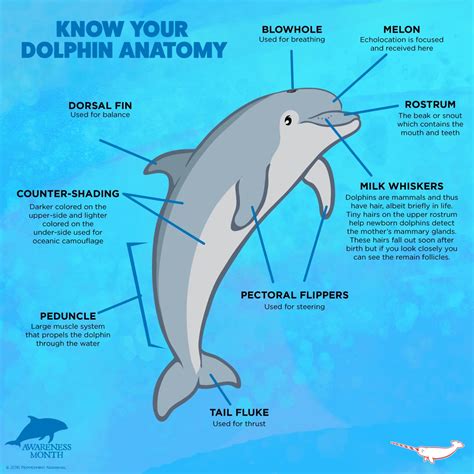 Narwhal Anatomy Diagram - Wiring Diagram Pictures