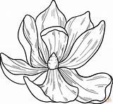 Magnolia Flower Coloring Page  Free Printable Pages sketch template