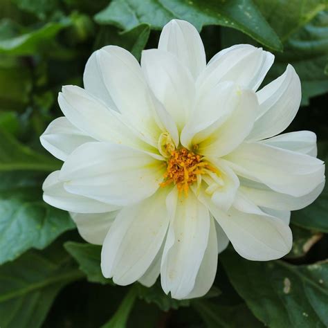 Figaro Series Dahlia Flower Seed - White - 500 Seeds - Annual Flower Garden Seed Multi Color ...