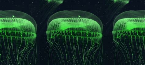 How glow-in-the-dark jellyfish inspired a scientific revolution ...