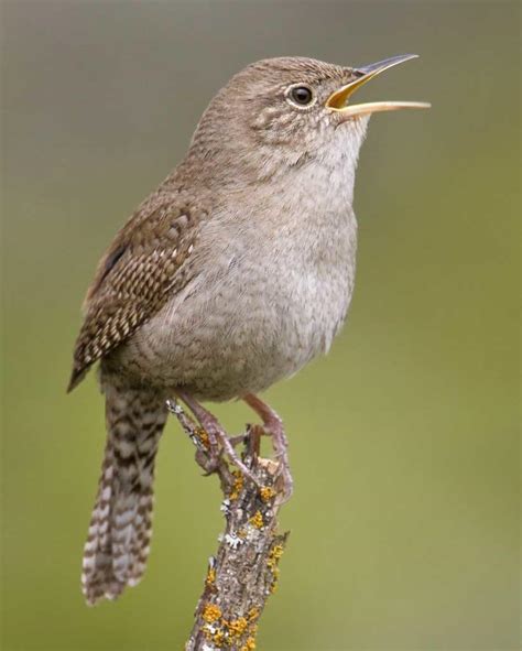 Bird of the Month, August 2019 - House Wren | Audubon Center at Debs Park