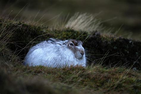 Mountain Hare Photograph by Alex England