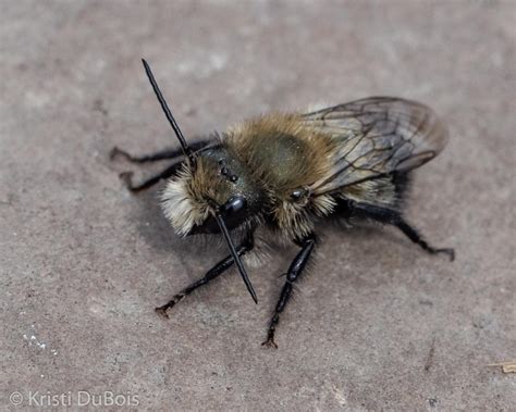 Blue Orchard Mason Bee, male (Osmia lignaria) – Missoula Butterfly House and Insectarium