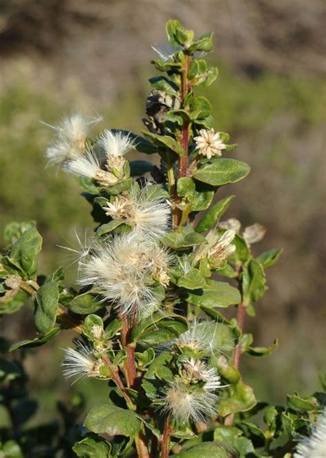 Baccharis pilularis | Edible plants, Poisonous plants, Medicinal plants