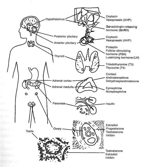 endocrine system unlabeled diagram - ModernHeal.com