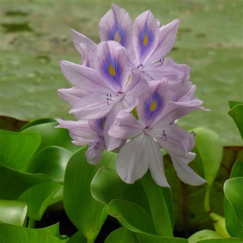 Submerged and Floating Water Plants For Your Pond | Willow Ridge Garden Center & Landscaping