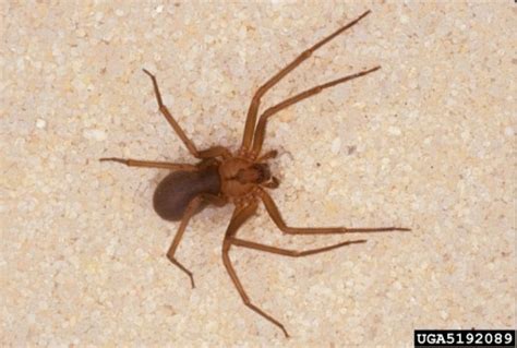 Spiders – Black Widow and Brown Recluse | Walter Reeves: The Georgia Gardener