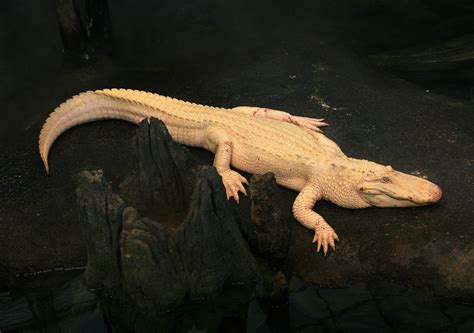 File:Albino Alligator 2008.jpg - Wikipedia