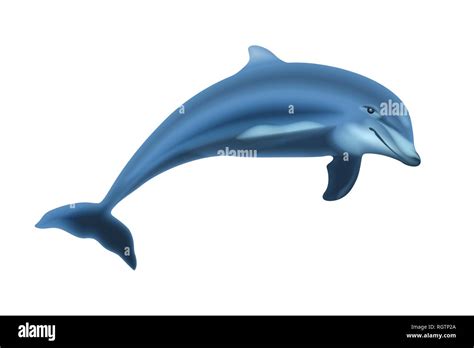 Jumping Dolphin Isolated on Solid White Background Stock Photo - Alamy