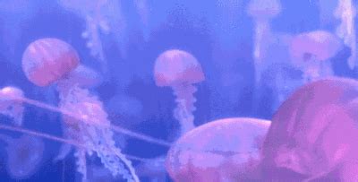 Finding Nemo GIF - Find & Share on GIPHY