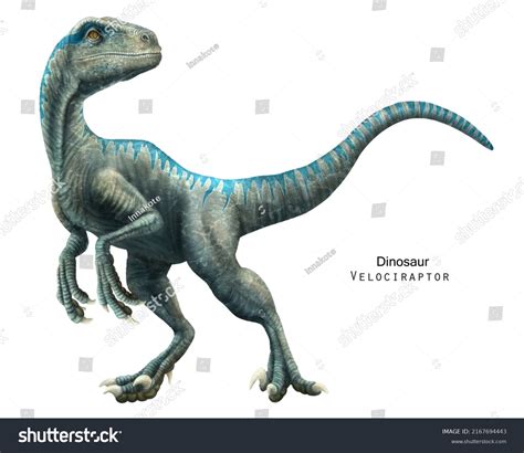 11,011 Velociraptor Images, Stock Photos, 3D objects, & Vectors ...