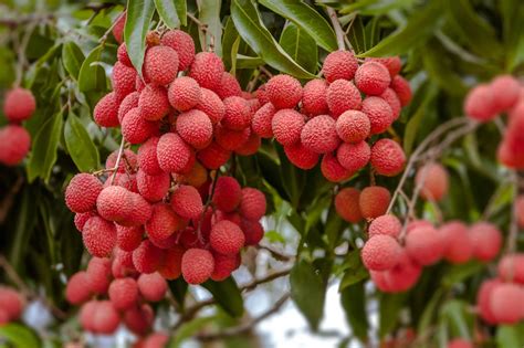 Lychee Tree - Mauritius