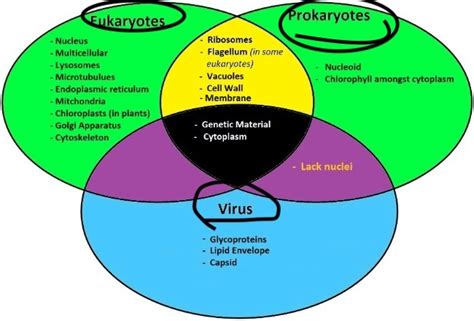 create a triple veen diagram comparing and contrasting a prokaryotic cell, eukaryotic cell and ...