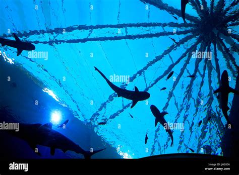 Tourists at S.E.A. Aquarium. Sharks. Sentosa island. Singapore ...