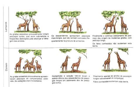 Theory Evolution: Lamarck Theory Evolution