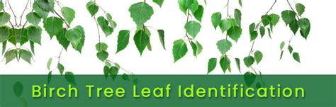 Birch Tree Leaf Identification: Shape, Color, Size, and More - EmbraceGardening