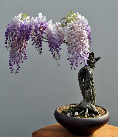 Wisteria bonsai - Funny Now