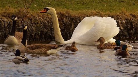 Ducks Vs. Geese: Which Is Better for Your Homestead? - The Sustainable ...