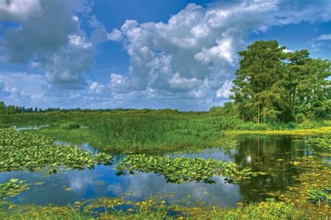 Everglades - Wetland, Flora, Fauna | Britannica