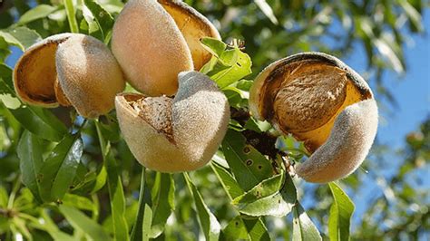 How To Grow An Almond Tree? Everything You Must Know : Gardening Mantras