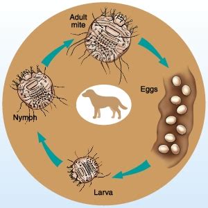 Sarcoptes Scabiei Life Cycle