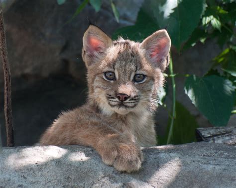 New lynx kittens introduced at the Minnesota Zoo | MPR News