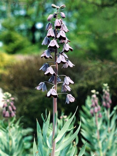 When to Divide Fritillaria Persica Bulbs