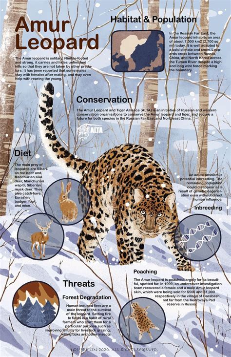 Endangered animals, part 3: The Amur leopard – The Connector