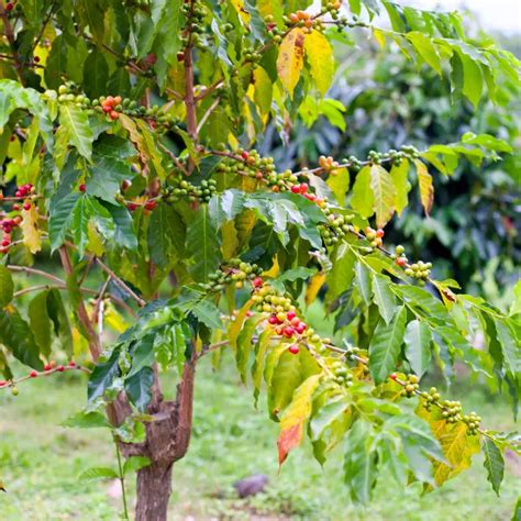 The 13 Types Of Coffee Trees: Discover The Difference