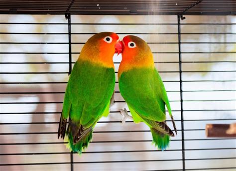 What Are Lovebirds? | PetMD