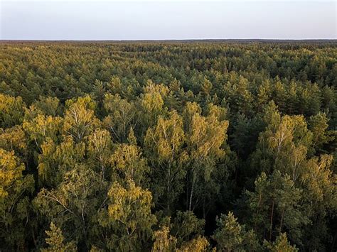 Unique foundation in Lithuania buys up forests to preserve them - LRT