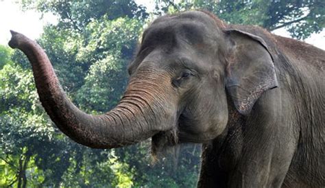 Amazing Facts about Sumatran Elephants | OneKindPlanet Education